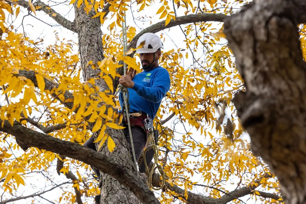 Skilled Tree Trimming crew working in Ottoville